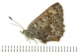 Image of Mariposa Copper