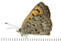 Image of Mariposa Copper