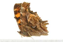 Слика од Polygonia satyrus Edwards