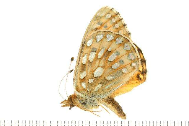 Image of Mormon Fritillary