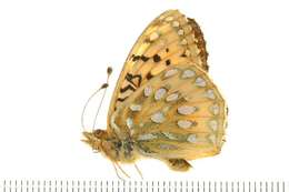 Image of Mormon Fritillary