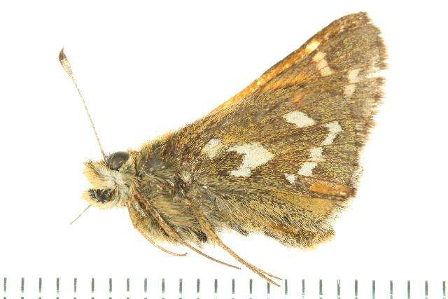 Image of Common Branded Skipper