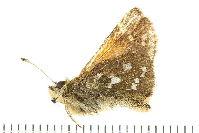 Image of Common Branded Skipper