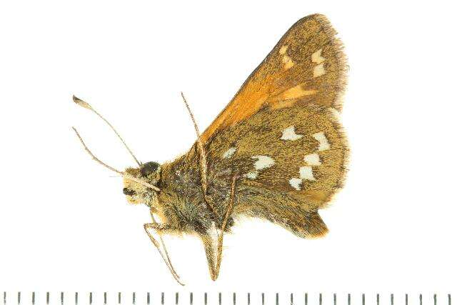 Image of Common Branded Skipper