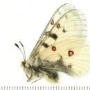 Image of Parnassius smintheus