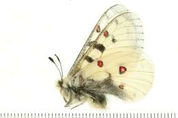 Image of Parnassius smintheus