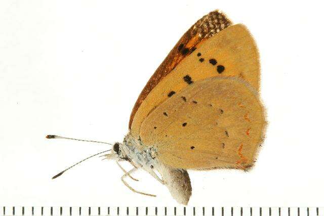 Image of <i>Lycaena helloides</i>