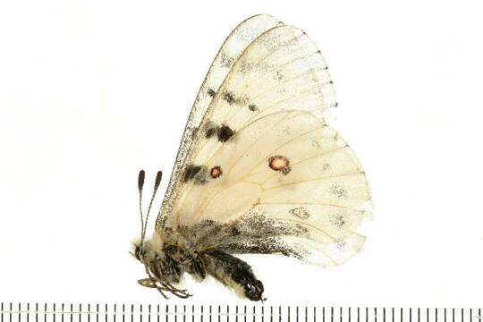 Image of Parnassius smintheus