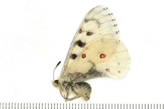 Image of Parnassius smintheus