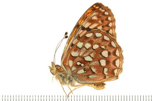 صورة Speyeria hydaspe Boisduval 1869