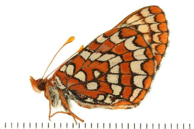 <i>Euphydryas anicia</i>的圖片