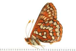 <i>Euphydryas anicia</i>的圖片