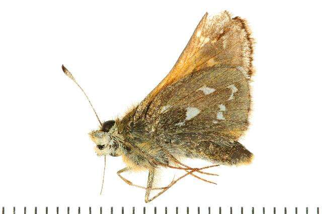 Image of Common Branded Skipper