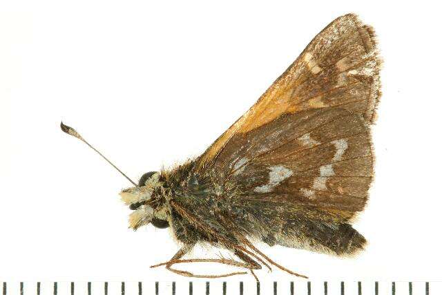 Image of Common Branded Skipper