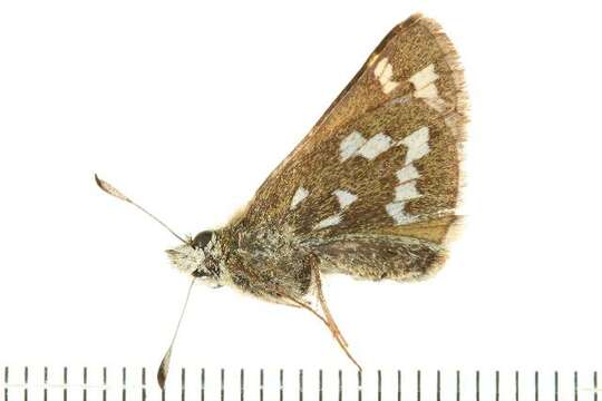 Image of Common Branded Skipper