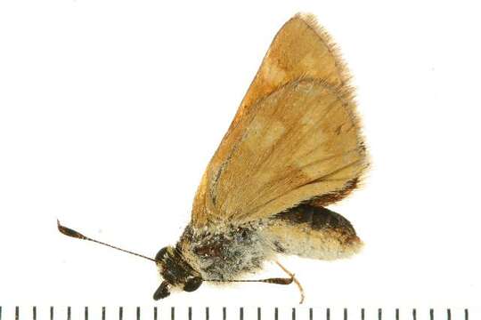 Ochlodes sylvanoides Boisduval 1852的圖片