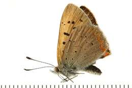 Image of <i>Lycaena helloides</i>