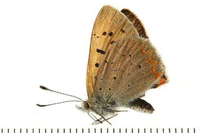 Image of <i>Lycaena helloides</i>