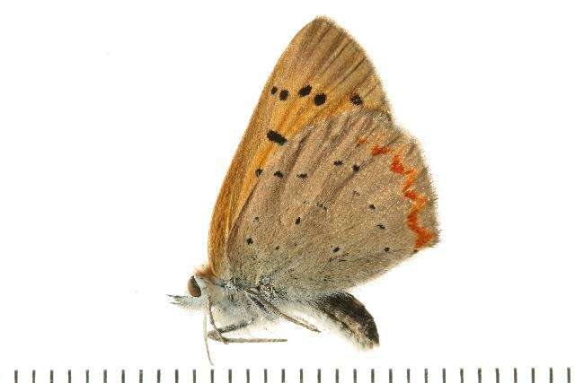 Image of <i>Lycaena helloides</i>