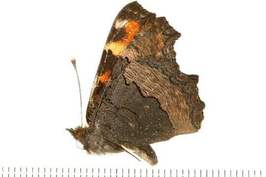 Image of Milbert's Tortoiseshell