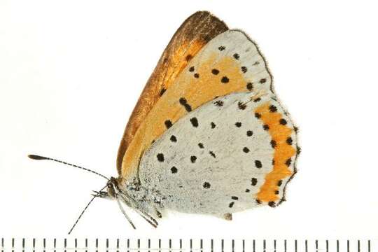 Imagem de <i>Lycaena hyllus</i>