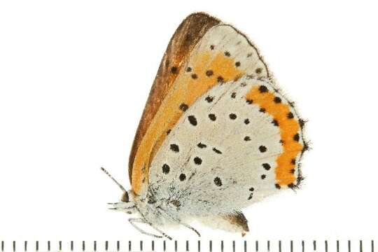 Image of <i>Lycaena hyllus</i>