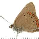 Image of <i>Satyrium titus</i>