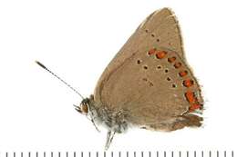 صورة <i>Satyrium titus</i>