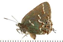 Plancia ëd <i>Callophrys gryneus</i>