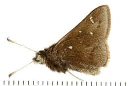 Image of Dusted Skipper