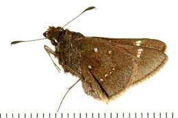 Image of Dusted Skipper