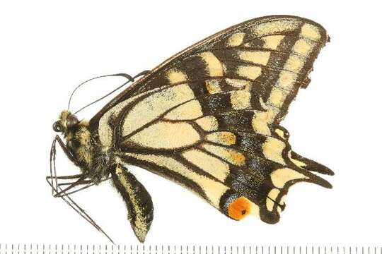 Image of Old World Swallowtail