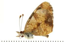 Imagem de Phyciodes tharos