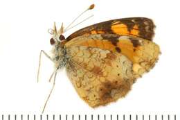 Imagem de Phyciodes tharos