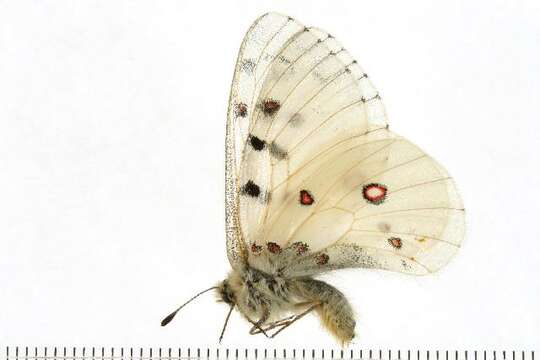 Image of Parnassius smintheus