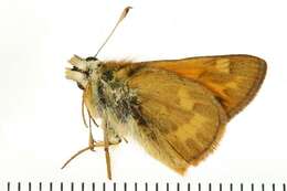 Image of Woodland Skipper