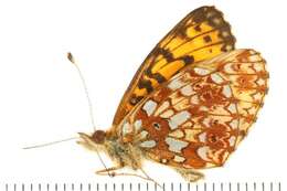 Image of Silver-bordered Fritillary