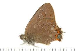 Image of <i>Satyrium liparops</i>