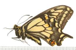 Image of Anise Swallowtail