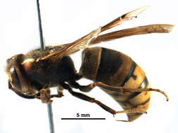 Image of yellowjackets, hornets, and paper wasps