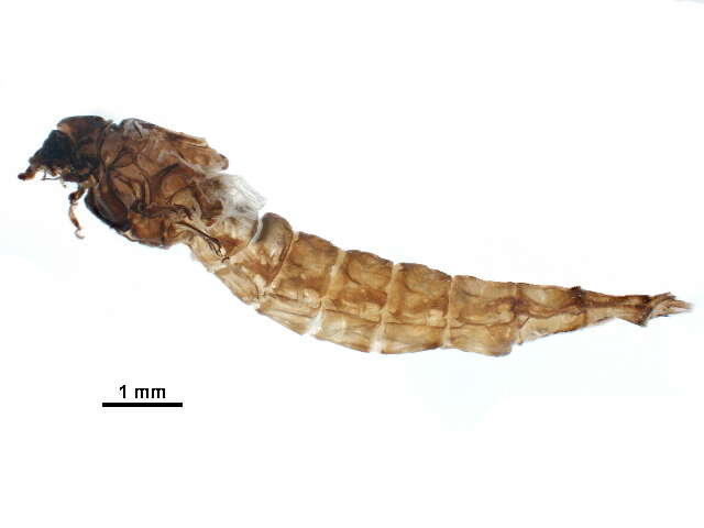 Image of Behningiidae