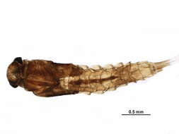 صورة Baetis intercalaris McDunnough 1921