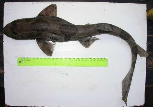 Image of ground sharks