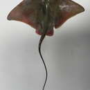 Image of Shortnose eagle ray