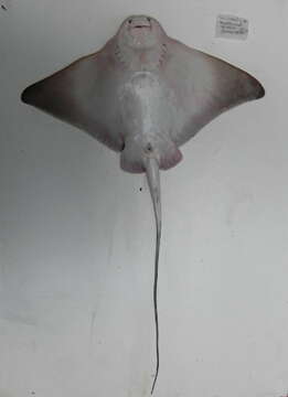 Image of Shortnose eagle ray