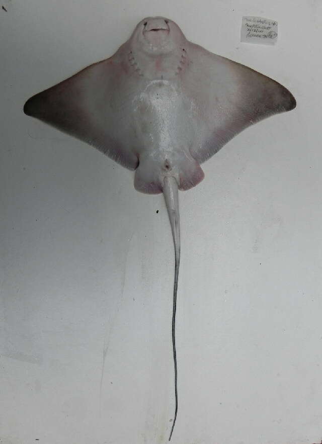 Image of Shortnose eagle ray