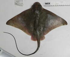 Image of Shortnose eagle ray