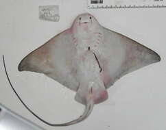 Image of Shortnose eagle ray