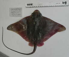 Image of Shortnose eagle ray