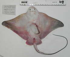 Image of Shortnose eagle ray